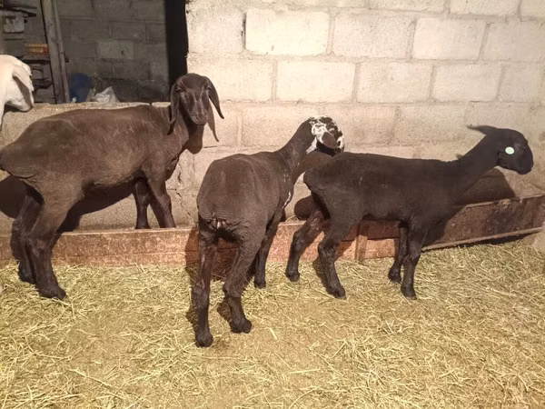 Cabra, Cabras