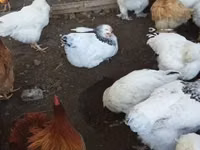 Chickens — 4-rasm