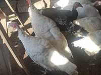 Turkeys — photo 1
