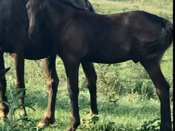 Aygır, Rocky Mountain Horse