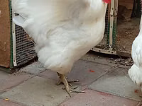 Australorp — foto 3