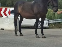 Kůň, Koně — foto 1