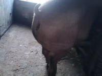 Sow, Pigs — photo 3