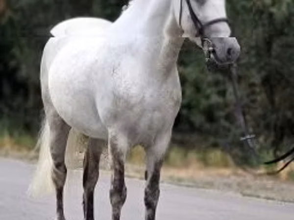 Aygır, Falabella