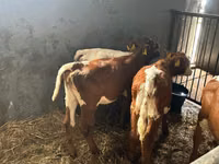 Bovins (lot, sexe non indiqué), Simmental cattle — photo 4