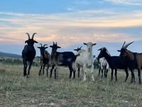 Kozy (partia, płeć nieokreślona), Alpine goat — zdjęcie 1