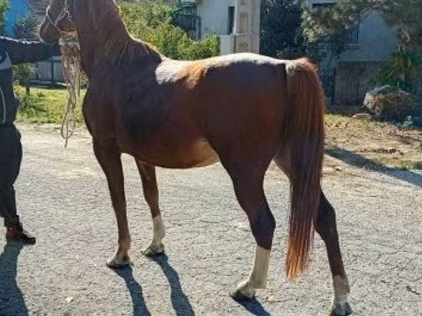 Aygır, Kisber felver