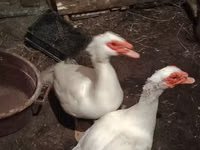 Ducks — 写真 1