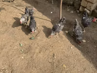 Chickens — foto 3