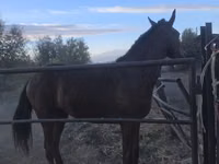 Aygʻir, Thoroughbred horse — 1-rasm