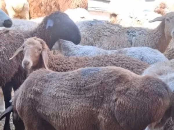 绵羊（批次，未指定性别）, Sheep