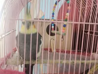 Nimfa (cockatiel) cütü və qəfəs dəsti - Növ: Nimfa (Nymphicus — 照片 2