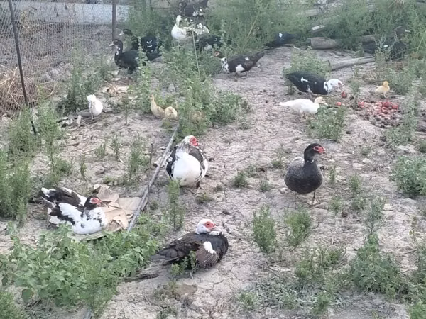Ducks — अज़रबैजान