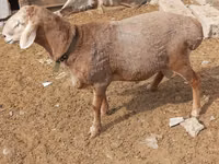 Widder, Katum sheep — Foto 2