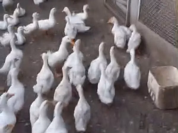 Ducks — அசர்பைஜான்
