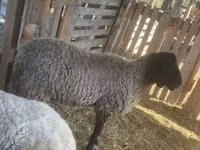 Qoʻchqor, Tsigai sheep — 1-rasm