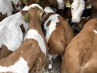 Бұқа, Simmental cattle — 4-сурет