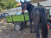 Koń, Konie — zdjęcie 4