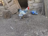 Brahma — Foto 2