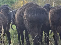 Ovejas (lote, sexo no especificado), Ovejas — foto 1