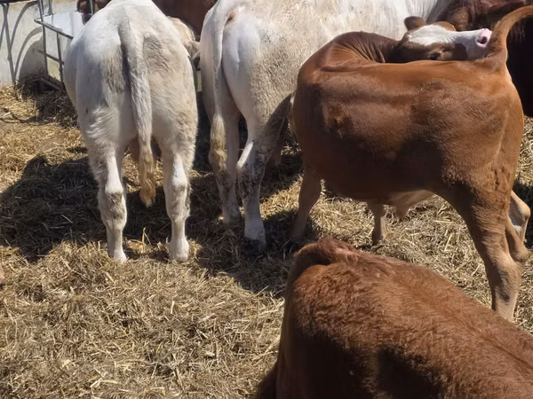 公牛, Limousin cow