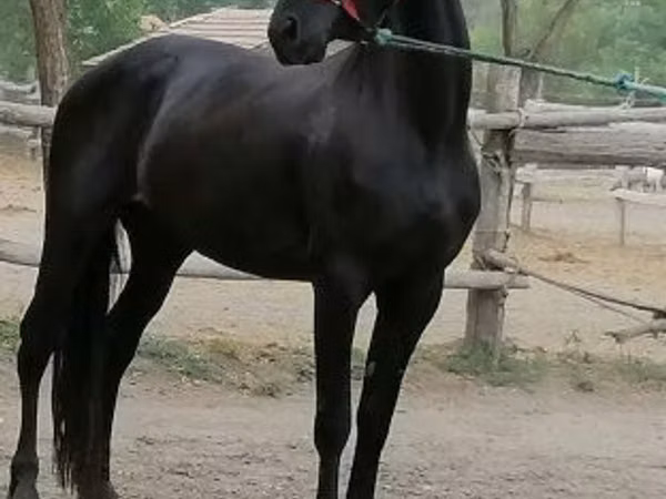 Toychoq, Friesian