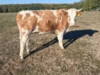 Vaca, French Simmental cattle — foto 1
