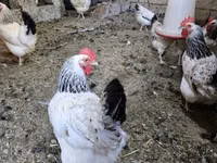 Chickens — Foto 2