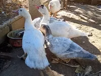 Ducks — Foto 4