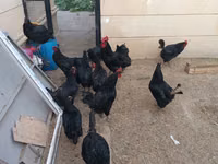 Australorp — foto 6