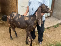 雌ヤギ, Kamori goats — 写真 1