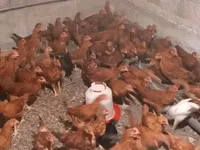 Chickens — Foto 5