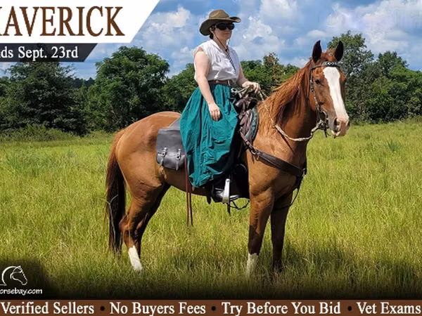 Cheval, Quarter Horse