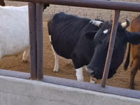 Cow, Holstein breed — photo 3