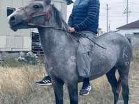ცხენი, ცხენები — ფოტო 2