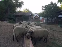 பெண் ஆடு, Tsigai sheep — புகைப்படம் 1