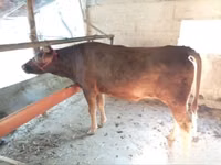 பசு, Red Estonian cattle — புகைப்படம் 2