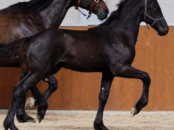 Horse (M), Appaloosa