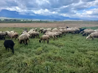 Ram, Sheep — photo 3