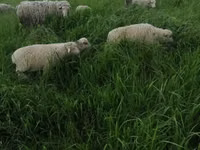 Beran, Merino sheep — foto 4