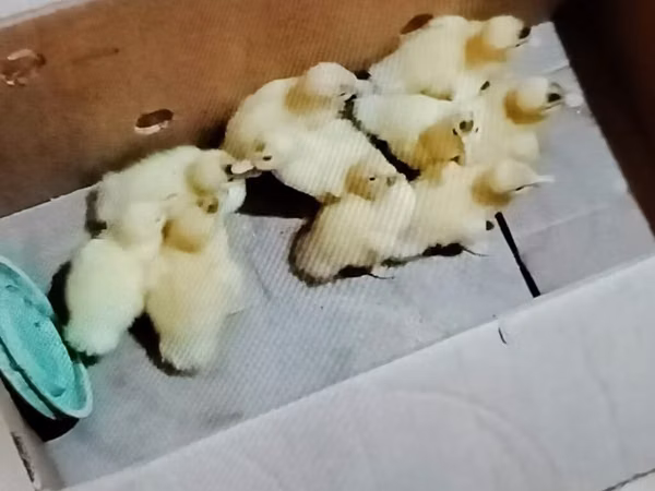 Ducks — Azerbaycan