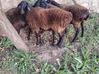 母羊, Hissar sheep — 照片 2