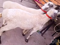 Bélier, Moutons — photo 1