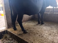 Kuh, Swiss cattle — Foto 6