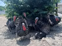 Turkeys — photo 4