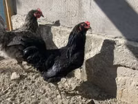 Chickens — 4-сурет