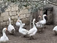 Geese — 照片 2