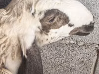 Ram, Sheep — photo 1