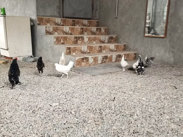 Chickens