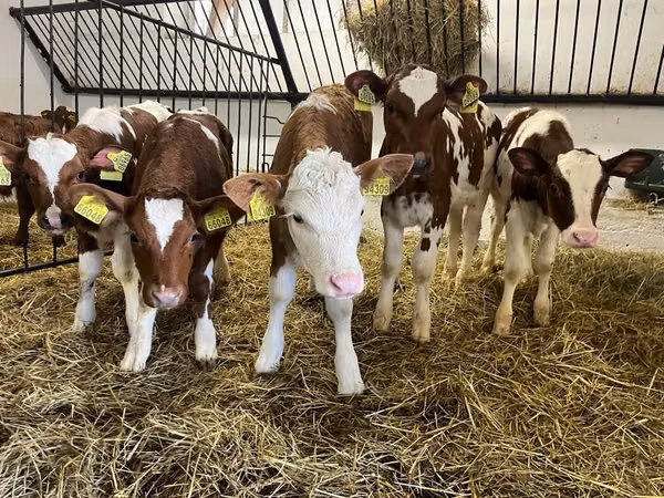 Vache, Simmental cattle